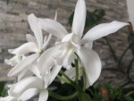 Cattleya intermedia v. alba.jpg