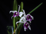 Cattleya (Laelia) purpurata var. Schusteriana.jpg