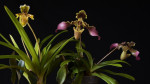 Paph exul x Pap. esquirolei  (2).jpg