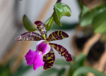Cattleya a..jpg