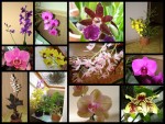 orchidey 2008.jpg (102.65 KiB) Zobrazeno 5119 x Moje směs