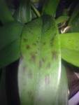 050420113370.jpg (45.49 KiB) Zobrazeno 7242 x list oncidium