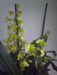 030420113286.jpg (59.75 KiB) Zobrazeno 7240 x oncidium, nejaký hybrid....